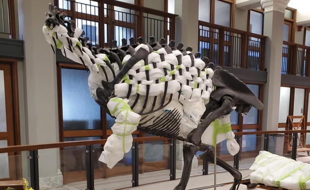 allosaurus skeleton stuff with protective padding before being removed