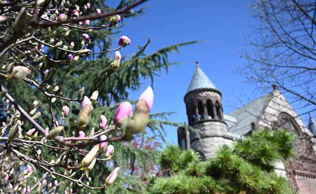 A flowering magnolia tree with a Princeton building in the background.