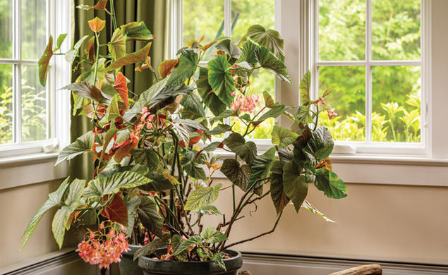 Large Begonia plant in pot in the corner of Stew and Norm Smith's home