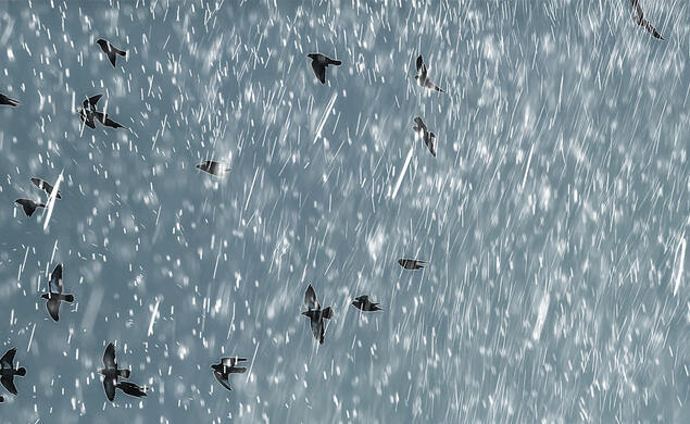 Illustration of birds flying in a grey sky