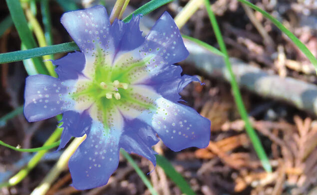 Pine Barren Gentian