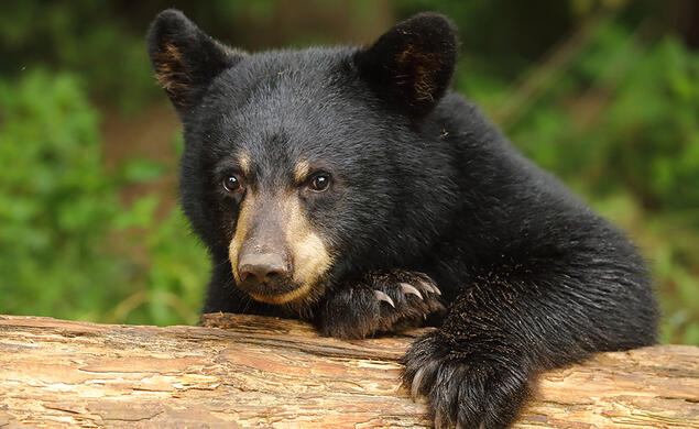 BlackBear.jpg A black bear.