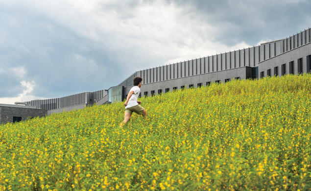 Partridge pea flowers behind the Omenn-Darling Bioengineering institute.