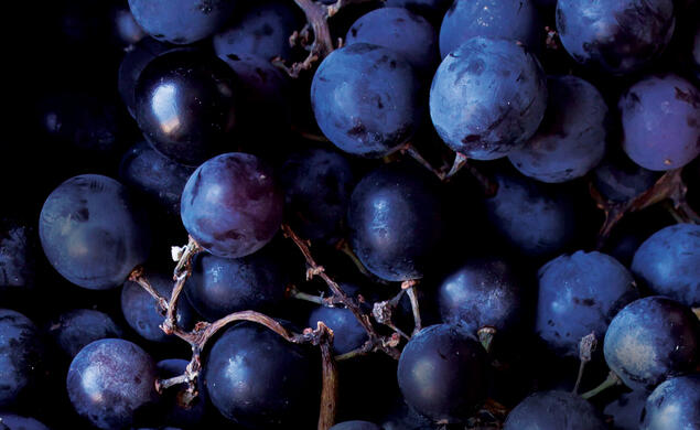 WINE_Sidebar main image grapes.jpg bunch of wine grapes upclose