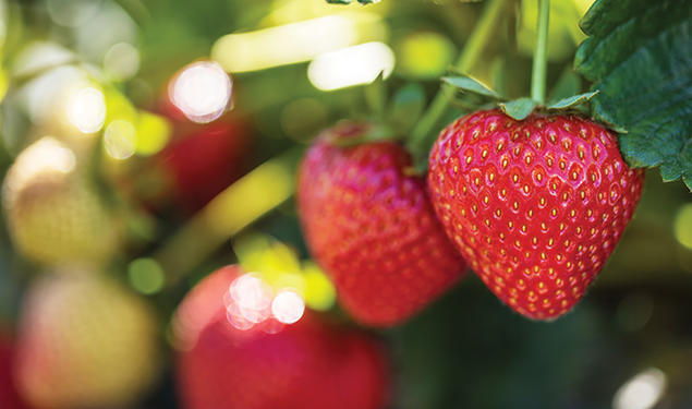 Strawberries