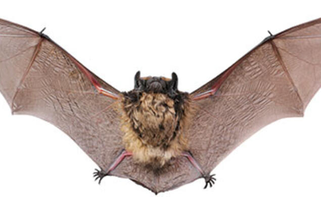 Editor-BatClipped.jpg