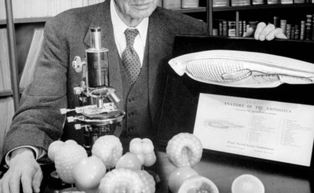 Edwin Grant Conklin, circa 1946
