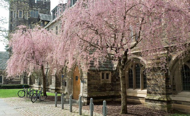 Farrand chose a pair of Japanese flowering cherry trees to weep over the entryway at Henry Hall. These two trees, above, planted around 2000, were chosen to look like trees selected by Farrand and shown in a photo taken in the 1920s. 