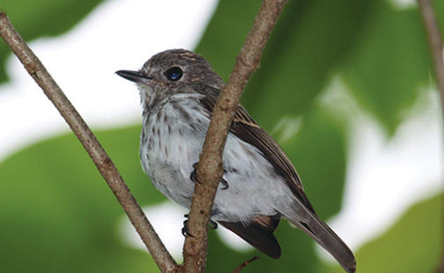 Researchers have discovered a new bird species on the Indonesian island of Sulawesi.