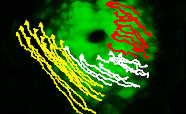 The early signs of asymmetry in the developing zebrafish heart can be seen as the cells on the left (marked in yellow) move differently than those on the right (marked in red).