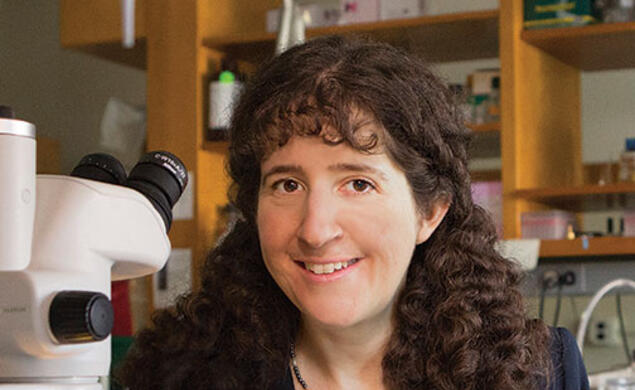 Laura Landweber ’89’s work on the complex sex life of Oxytricha could lead to a better understanding of how our own genome replicates.
