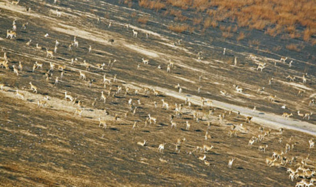 A herd of reedbuck on the floodplain of Lake Urema in Mozambique's Gorongosa National Park in July 2012.