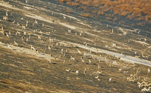 A herd of reedbuck on the floodplain of Lake Urema in Mozambique's Gorongosa National Park in July 2012.