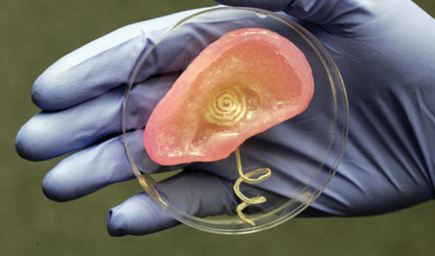 Cartilage and a coil antenna are components of this bionic ear created by Princeton scientists.