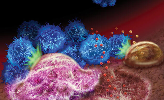 An illustration depicts how breast cancer’s spread to the bone relies on interactions among tumor cells (blue), specialized bone cells that break down the bone (pink), specialized cells that rebuild bone tissue (brown), and the bone matrix.