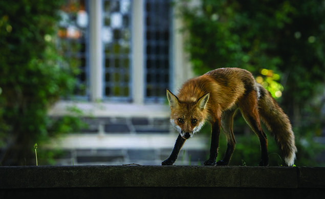 Red fox
