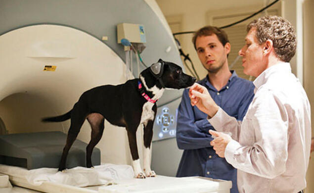 Gregory Berns ’86, right, a professor at Emory University, with his dog, Callie, who was trained to sit in an MRI scanner, and postdoctoral fellow Andrew Brooks.