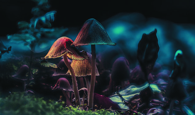 Darkly illuminated mushrooms