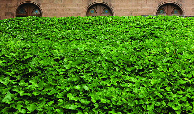 Ivy growing on campus