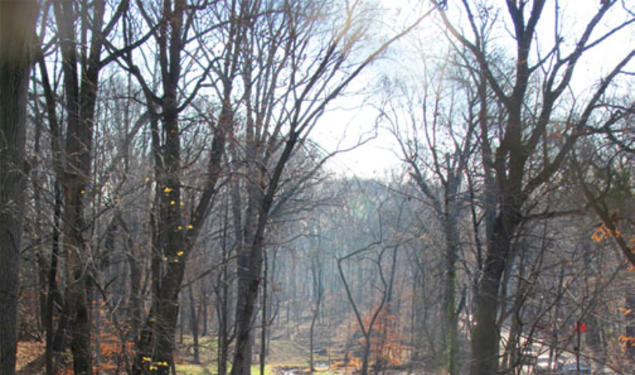 One of Princeton’s natural treasures, a stream to the east of Washington Road, has recently been restored.