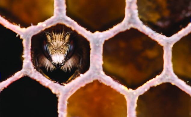 Bee in honeycomb.