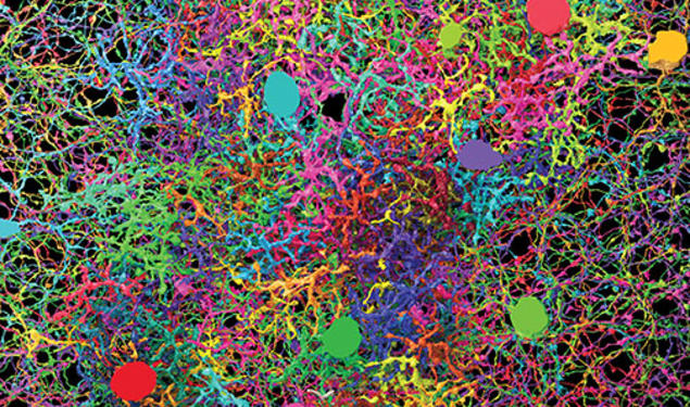 DENSE NEURON CELL CARPET: Ganglion neurons, bipolar cells, and starburst amacrine cells mapped by gamers in EyeWire. Sebastian Seung