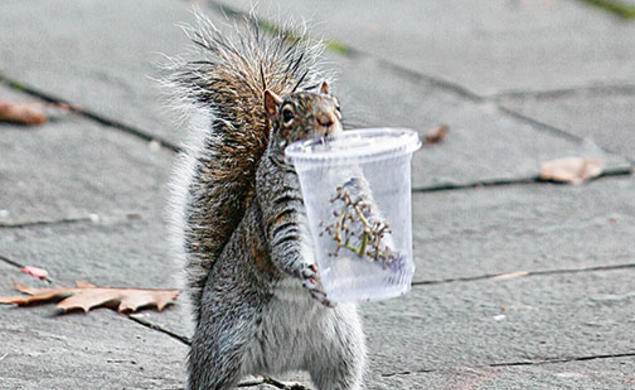 In this 2007 photo, a campus resident partakes of Princeton’s bounty.