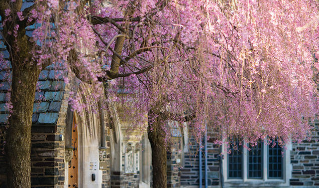 The Japanese flowering cherry trees in front of Henry Hall in full bloom.