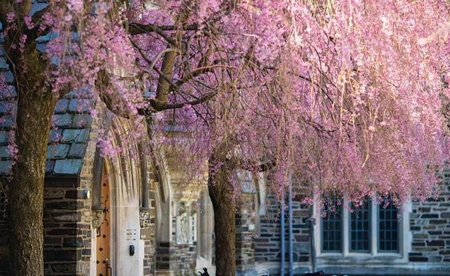 The Japanese flowering cherry trees in front of Henry Hall in full bloom.
