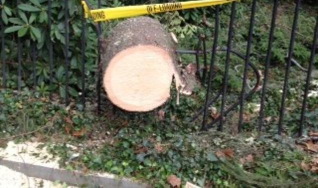  By the storm’s end, at least 50 trees had come down on the University grounds, including one that destroyed a southern portion of the fence surrounding Prospect Garden. 