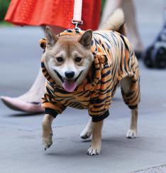 A costumed canine 