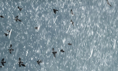 Poet Gordon Walmsley ’71 Found His Voice in Denmark