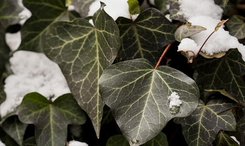 Sophomore Jefferson Voelker ’28 Died While on Leave from Princeton