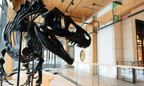 How a Dinosaur From the Utah Desert Came to Princeton