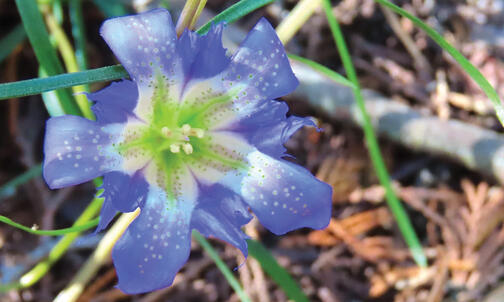 Princeton Students Have Long Worked to Preserve New Jersey’s Pine Barrens