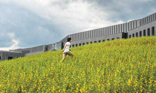 Princeton Landscaping Goes Back to the Wild With Native Plants