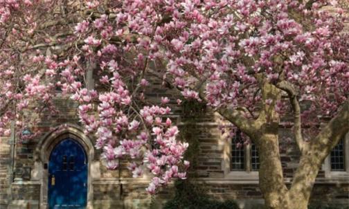 #ThrowbackThursday: Princeton in the Spring