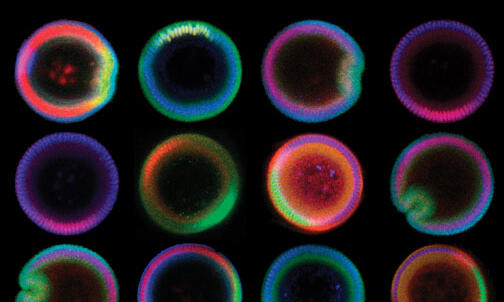 Science as art