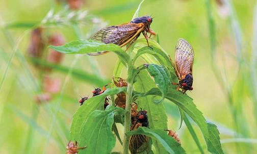 A Cicada Reunion