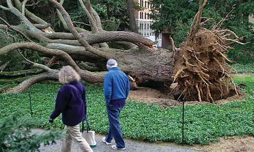 From the Archives: Toppled Tree 