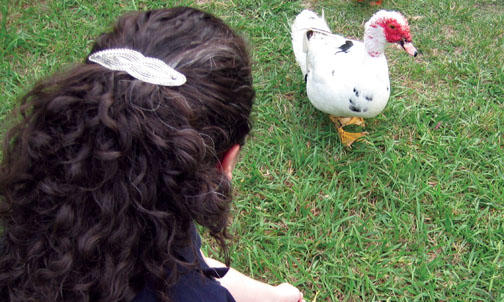 Alumni Profile: Hannah Schein '96, going undercover for animal rights