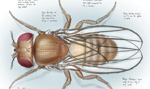 Biology: Some Respect, Please, for the Glorious Drosophila