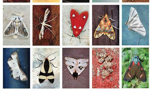 Life of the Mind: Moths Exposed