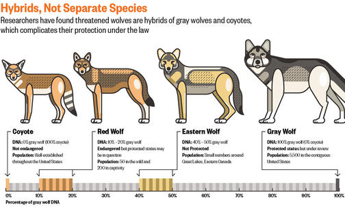 Biology: The Lone Wolf
