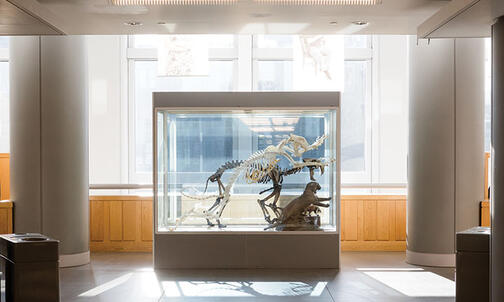 On the Campus: The Bengal and the Smilodon