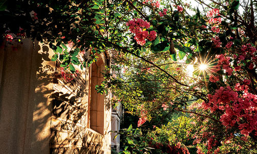 On the Campus Photo: Summer Calm
