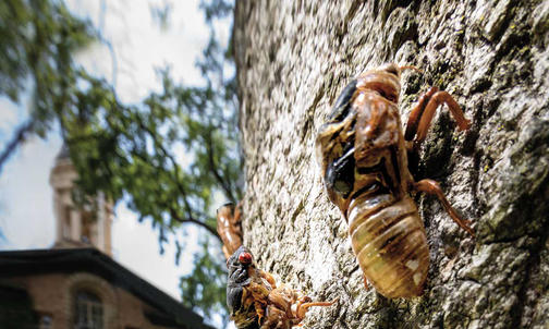 Campus Photo: Cicadas