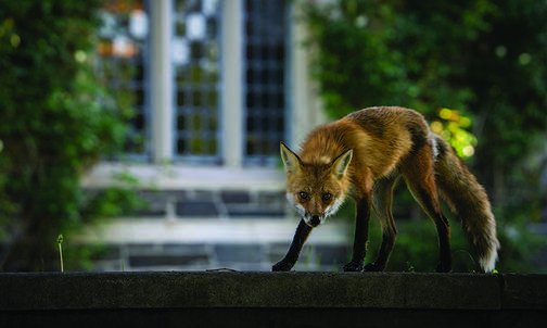 Following the Trail of the Princeton Fox