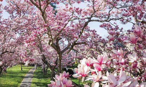 Campus Photo: Spring Color