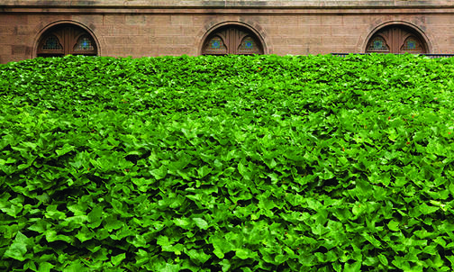 Growing Green